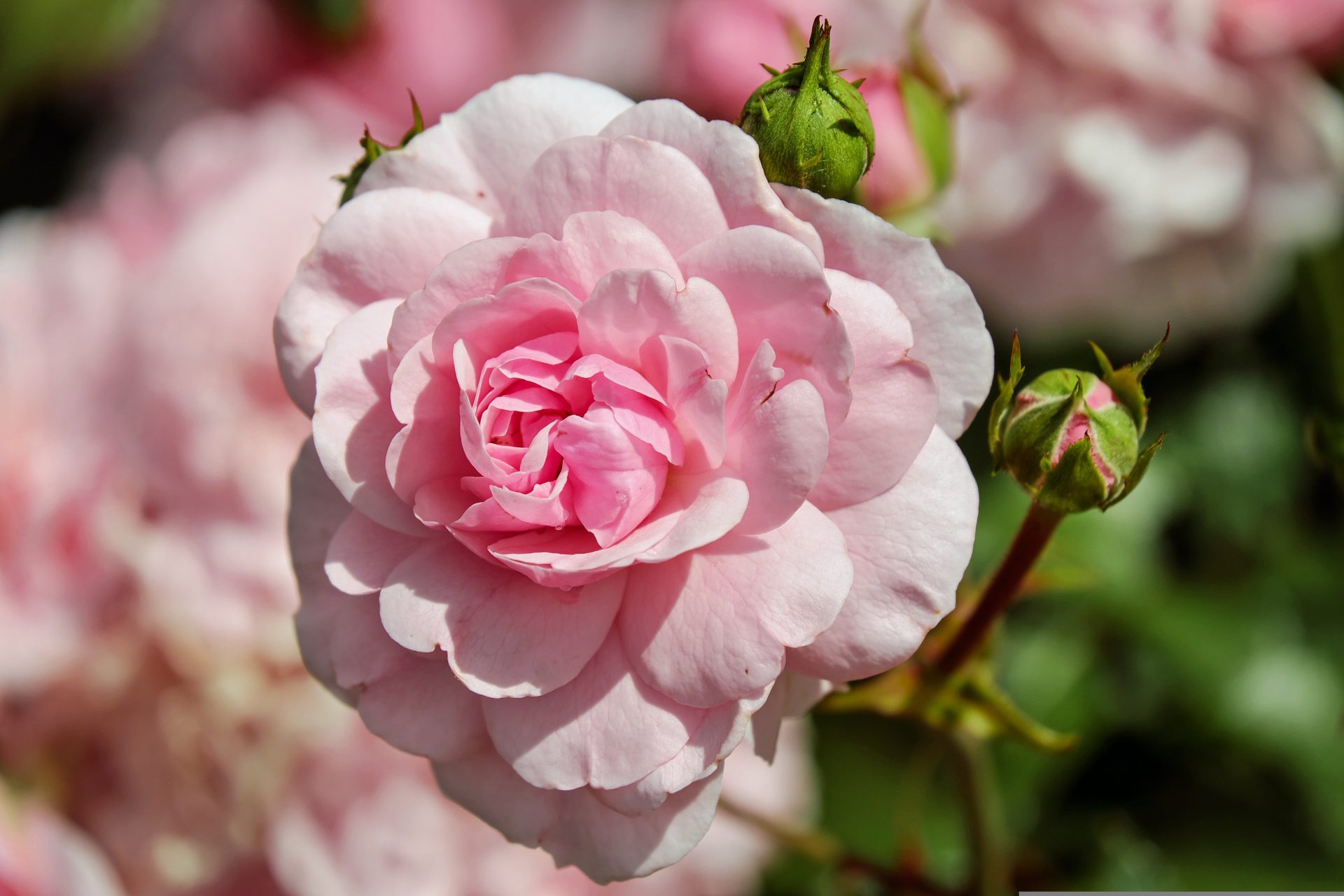 Rose Festival Service